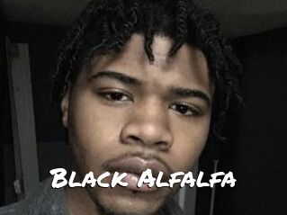 Black_Alfalfa